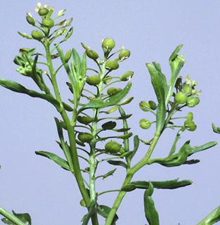 Lepidium ruderale