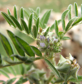 קדד  זעיר