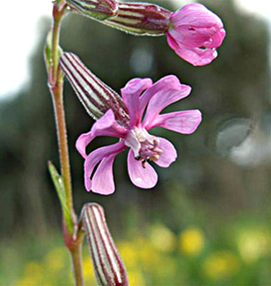 Cloven-Petalled Campion 