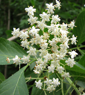 Pipe tree, Ellhorn, Black Elder, Bore Tree 