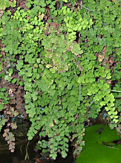 Southern Maidenhair 