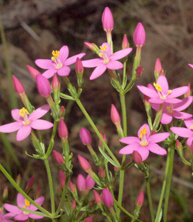 Common Centaury 