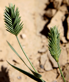 Eremopyrum bonaepartis