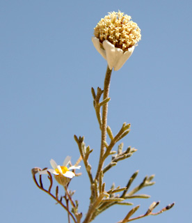 קחוון אליעזר