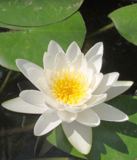 White Water-Lily 