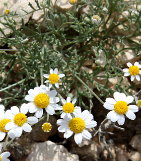 Anthemis hebronica