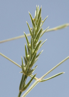 Crucianella ciliata