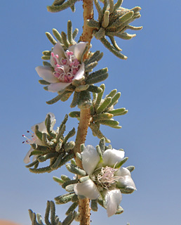 אשליל  הנגב