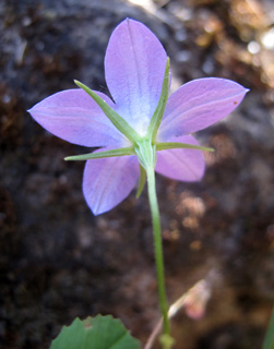 Campanula retrorsa