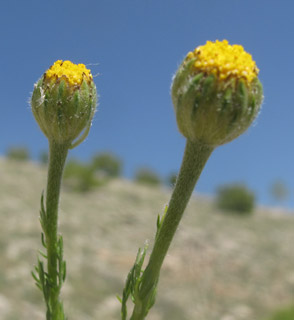 קחווינה  חרמונית