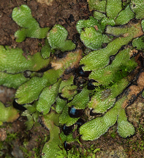 Orobus-seed Liverwort 