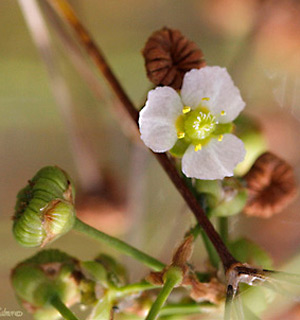 European water-plantain, mad-dog weed 