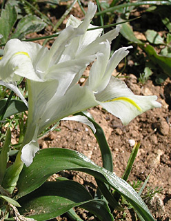 Palestine Iris 