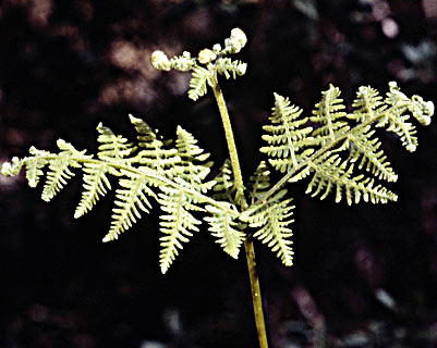 Brake Fern, Bracken, Eagle Fern 