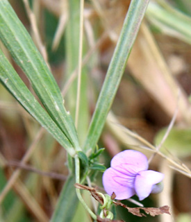 Crimson Vetchling 