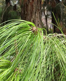 Canary Island Pine 