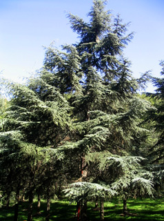 Atlas cedar 