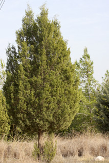 Scrub Cypress-pine 