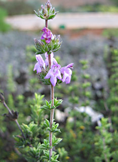 Savory of Crete 