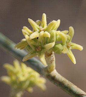 broom brush 