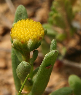 Chlamydophora tridentata