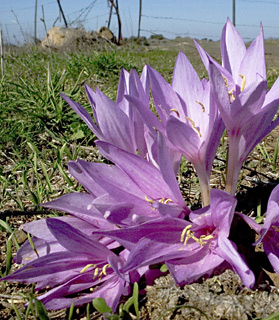 Jerusalem Autumn-crocus 