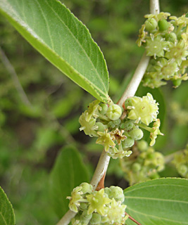 Ziziphus spina-christi