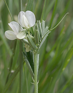 Vicia basaltica