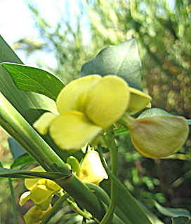 Cow pea, Nile Bean 