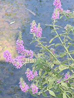 Purple Loosestrife  