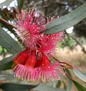 Coral gum, Coolgardie gum 