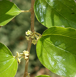 Ber, Indian Plum, Chinese Apple 