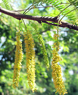 Argentine Mesquite Tree 