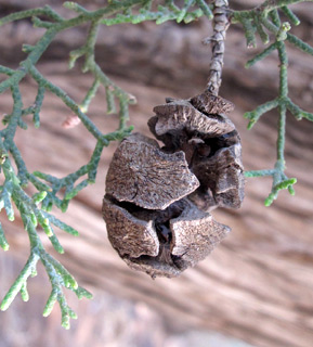 Moroccan Cypress 