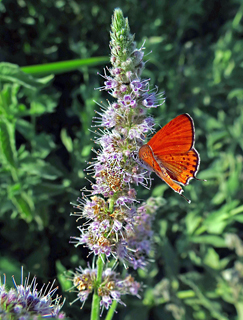 Horse Mint 