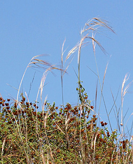 Aristida sieberiana