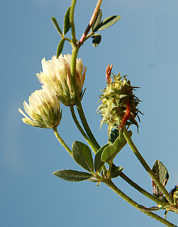 Shield Clover 