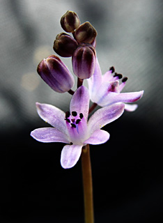 Autumn Squill, Winter Hyacinth 