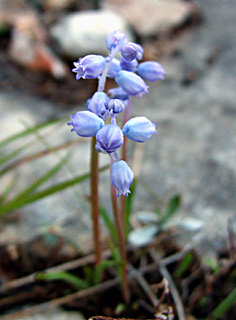 Baby's Breath, Rain Bells flowers 