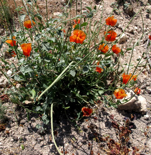 Aleppo horned poppy 