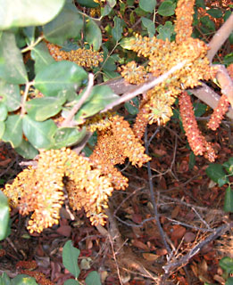 Carob, Locust tree 