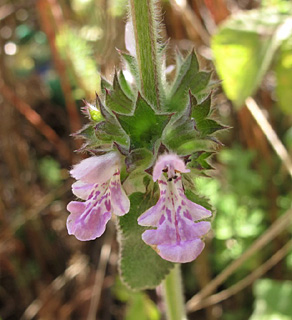 Stachys spectabilis