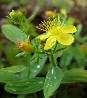 Hypericum quandrandgulum