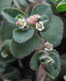 Euphorbia chamaesyce