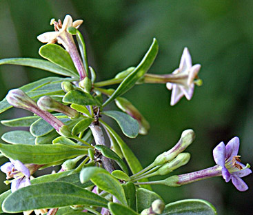 European Wolfberry 