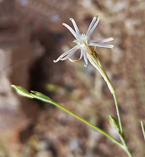 Silene linearis