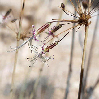 Ankyropetalum gypsophiloides