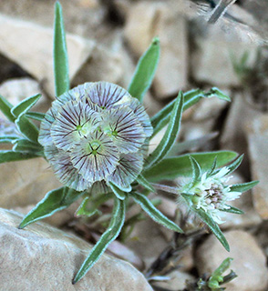 Lomelosia porphyroneura