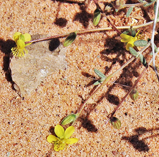 Helianthemum lippii