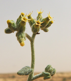 Heliotropium digynum